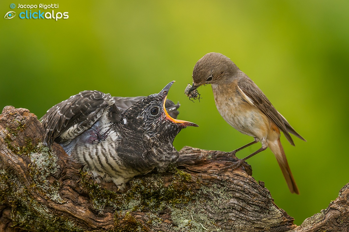 cue | cuckoo and redstart