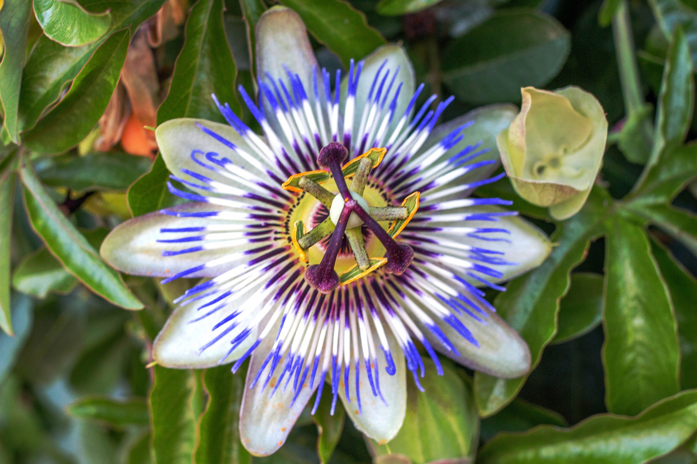 Passiflora caerulea