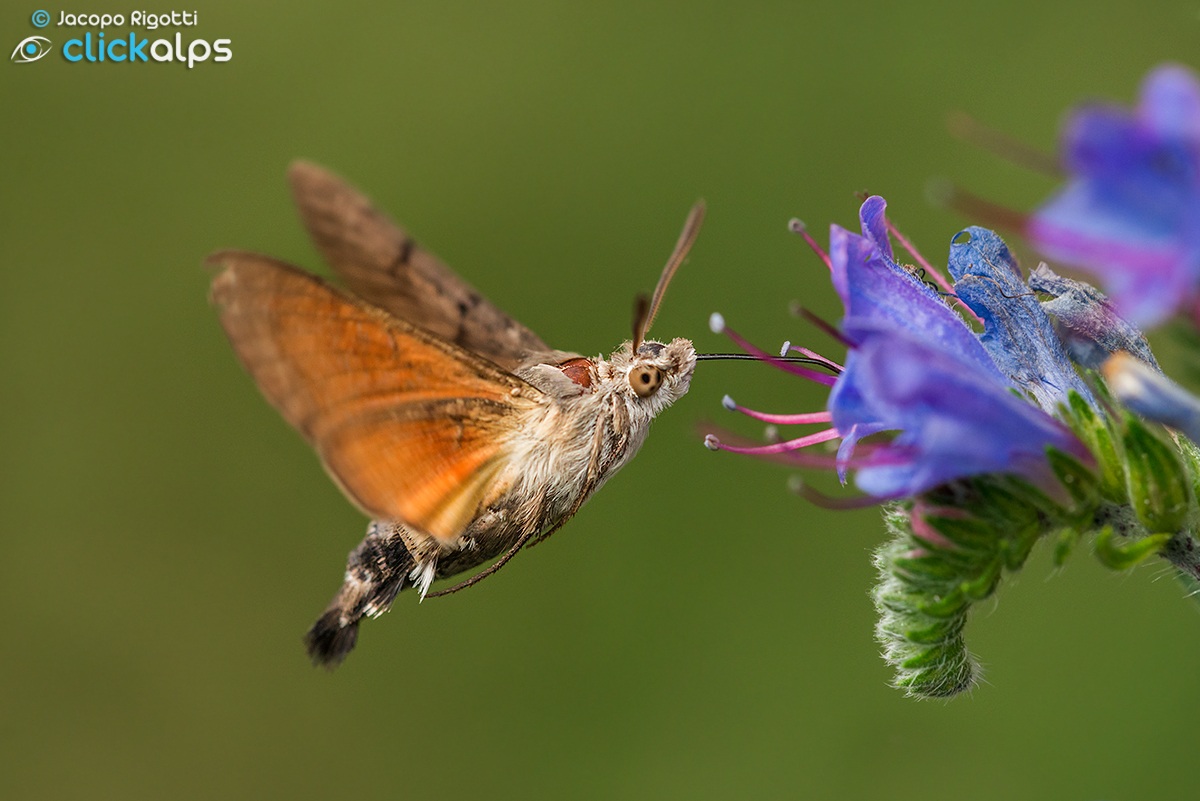 insetto colibri | macroglossum stellatarum