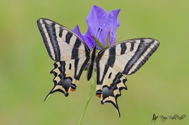 Papilio alexanor