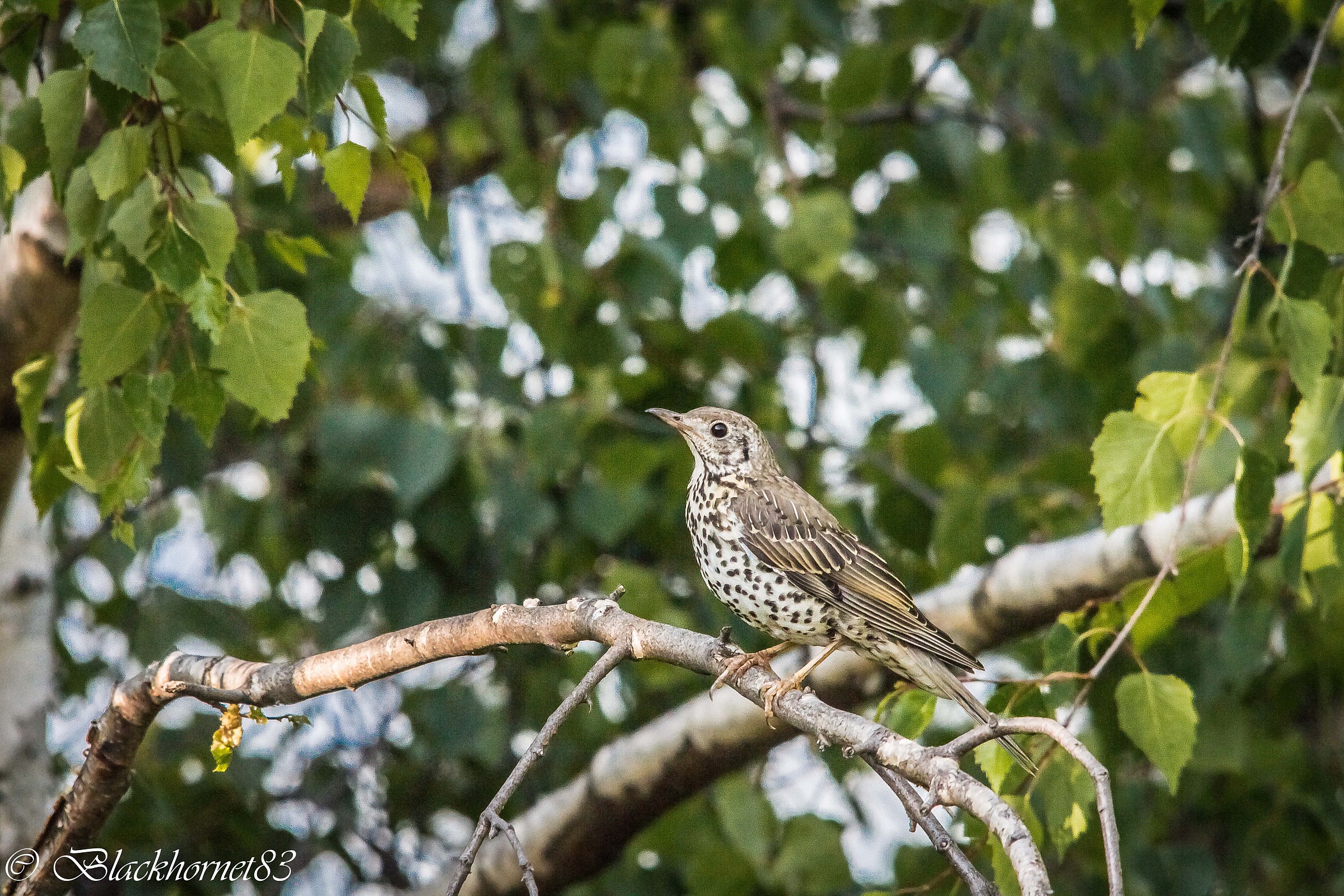 The awakening of the Aosta Valley ...