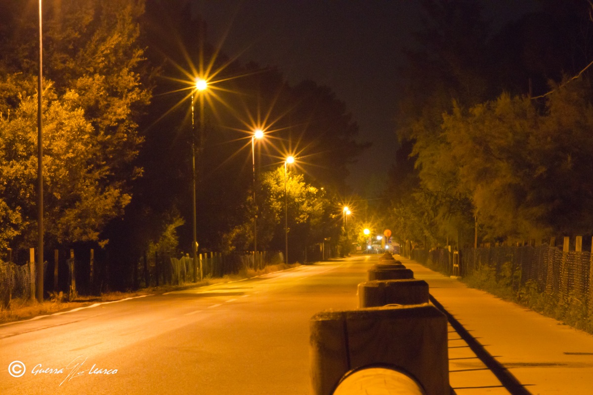 notturna attraverso la pineta