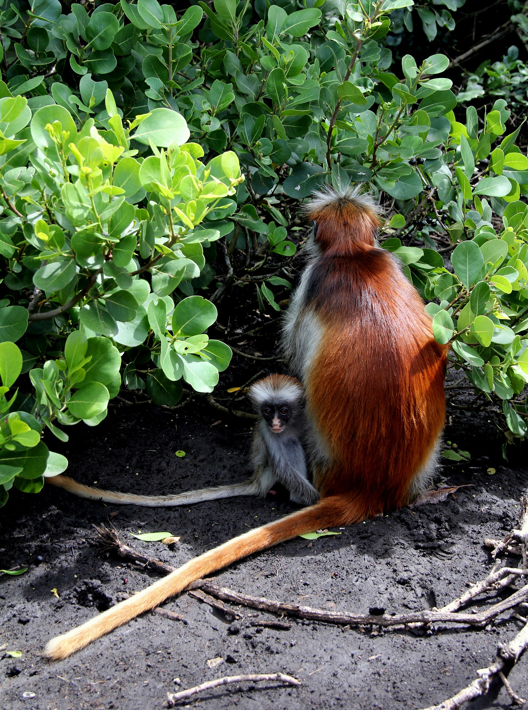 Red colobus