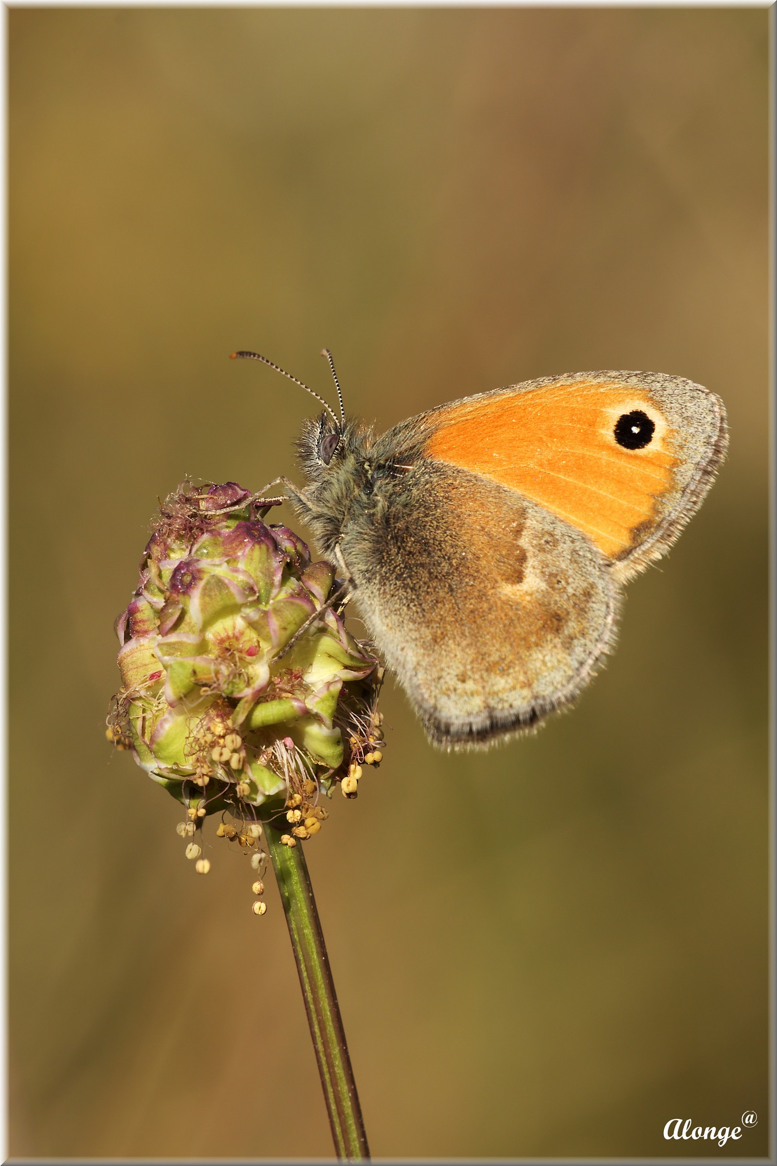 Coenonympha pamphilus