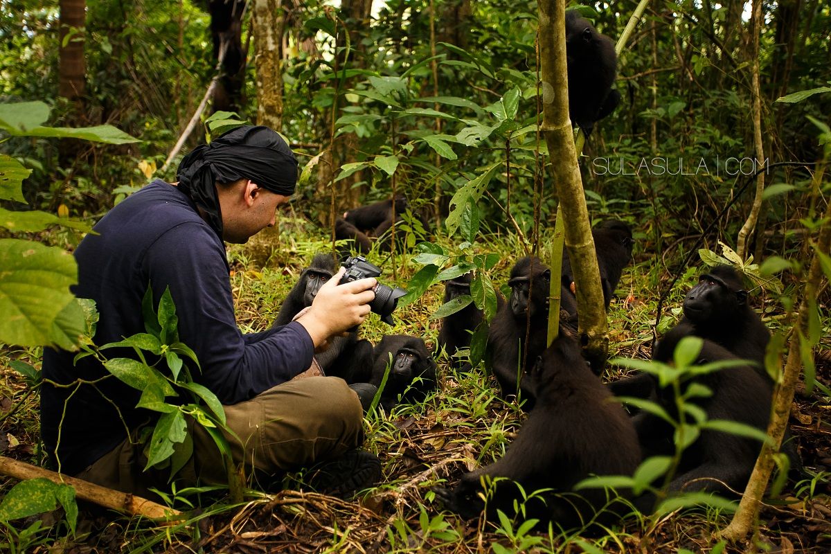 Black Crested Macaque | Sulawesi