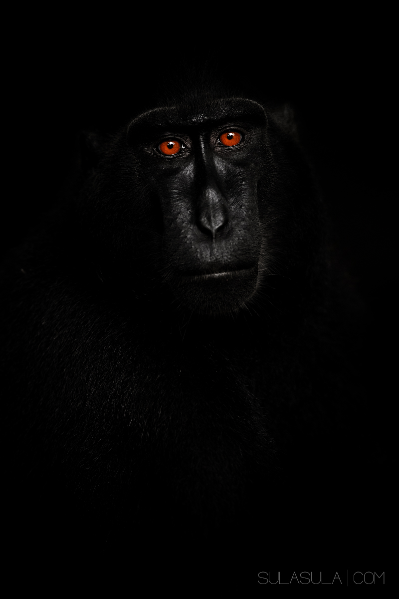 Nero Crested Macacque | Sulawesi