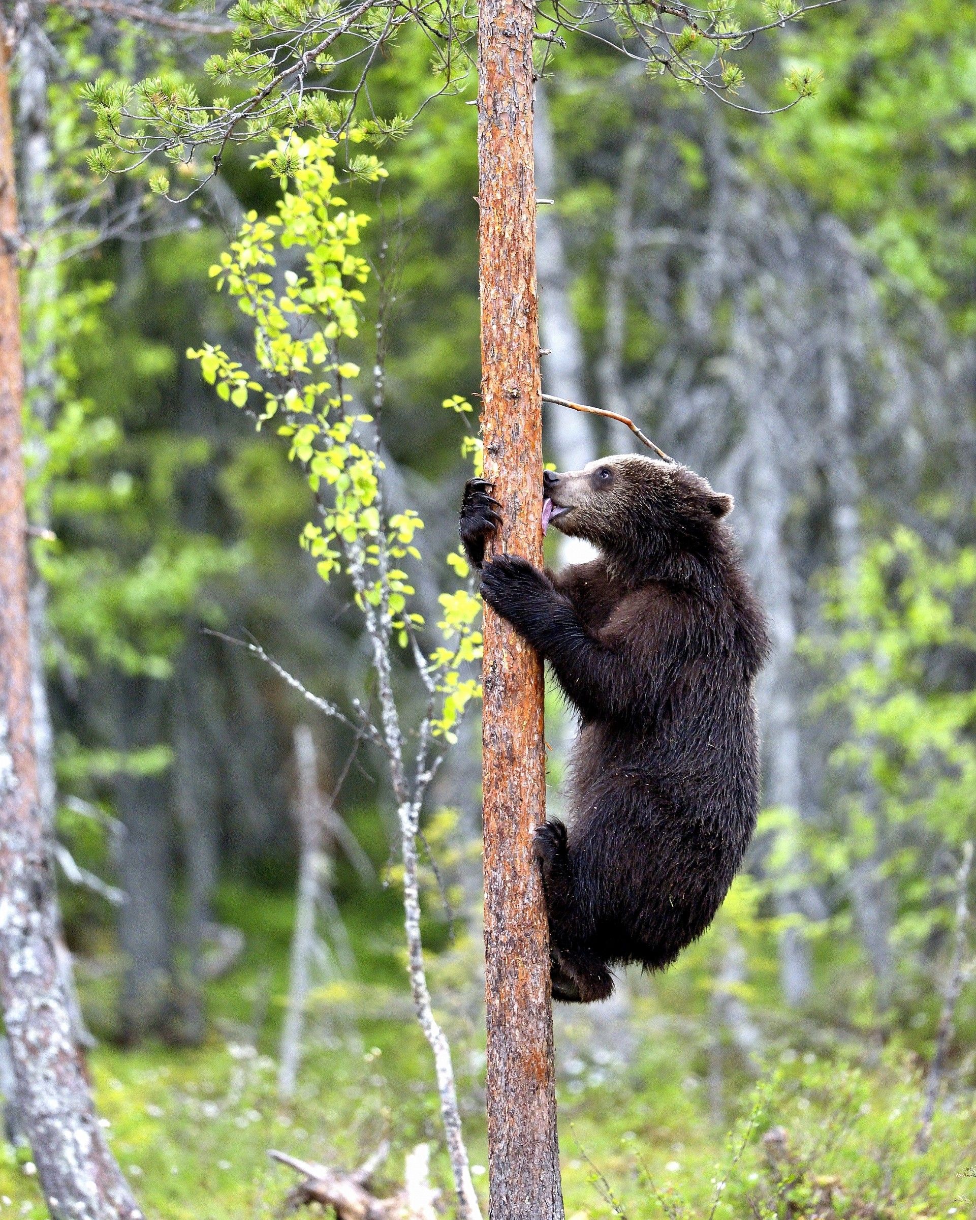 Martinselkonen - Giovane Orso bruno