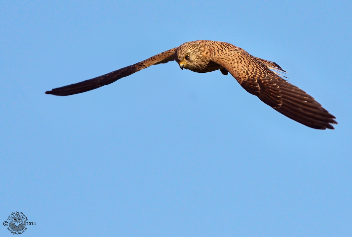 Let's see ... I eat today?