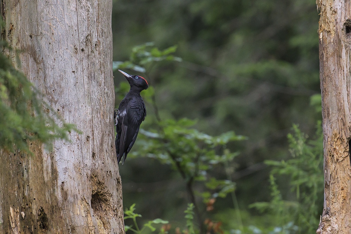 Black Woodpecker