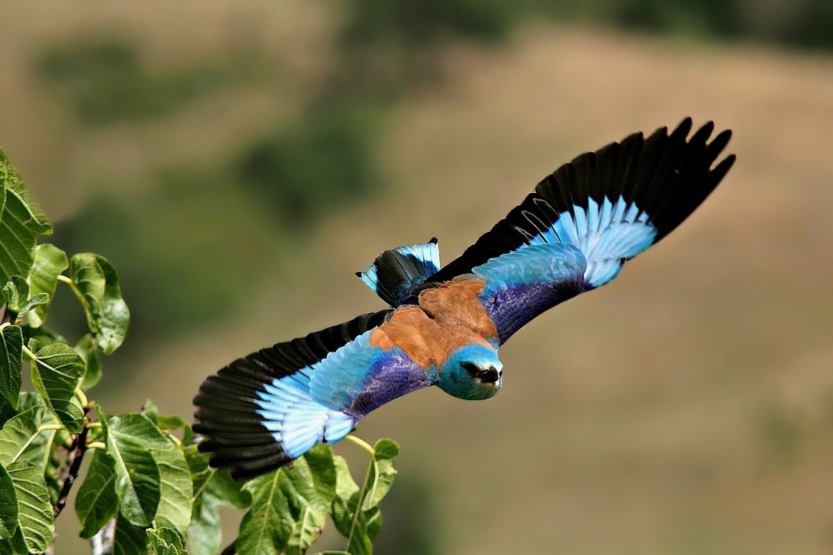 My prmo European roller shutter to the flying