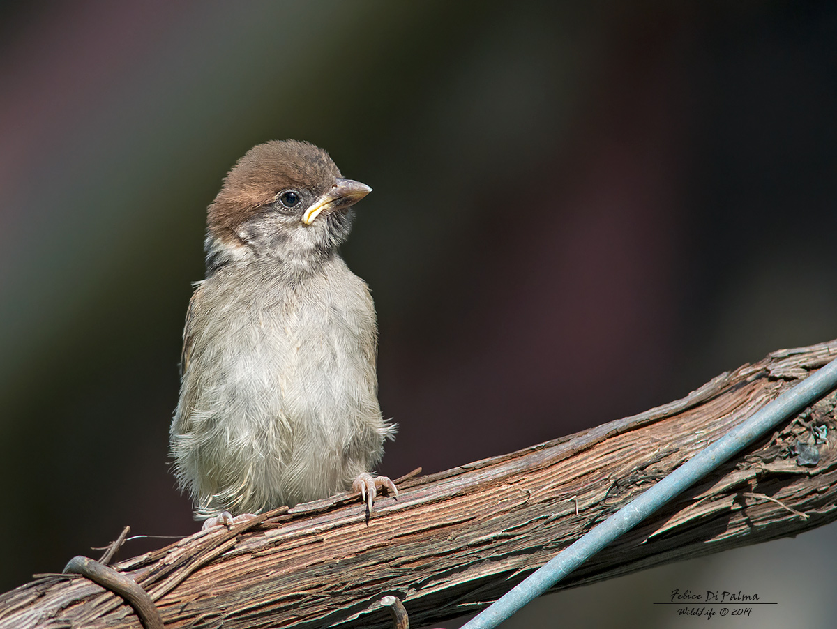 Piccoletto di mattugia