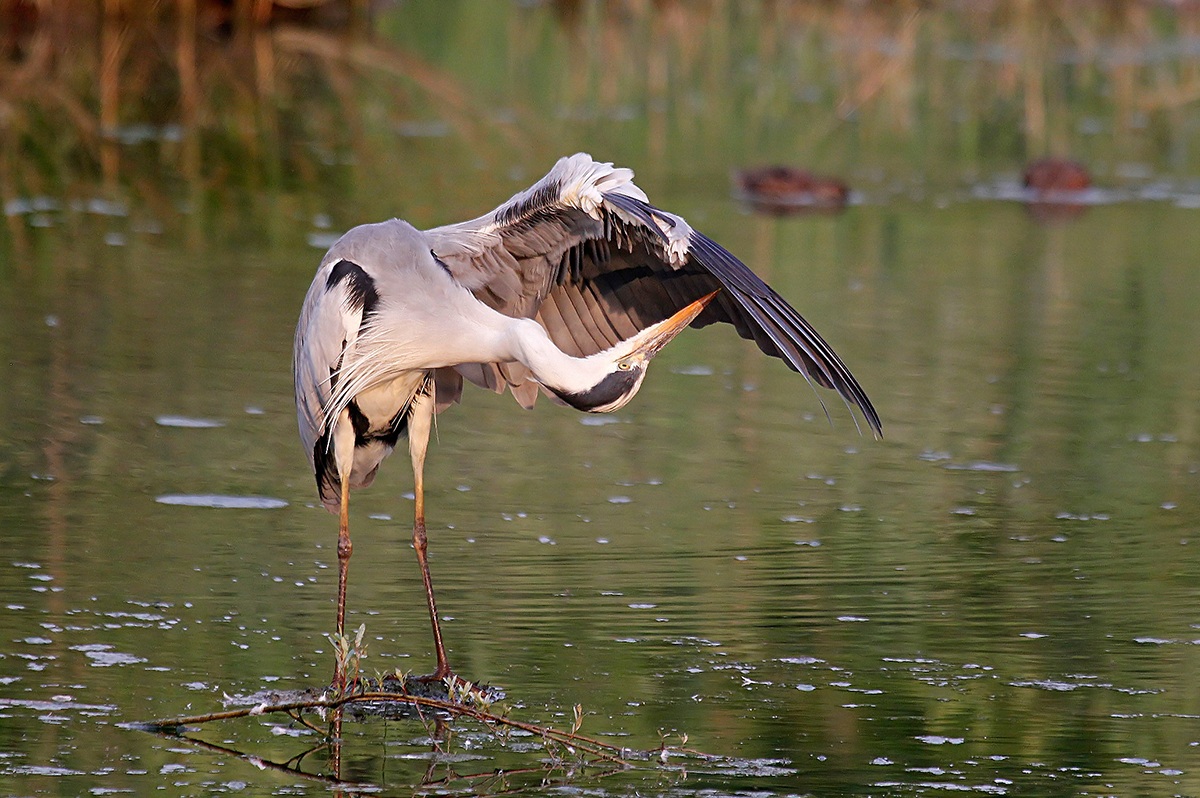 Evening cleaning of the Heron