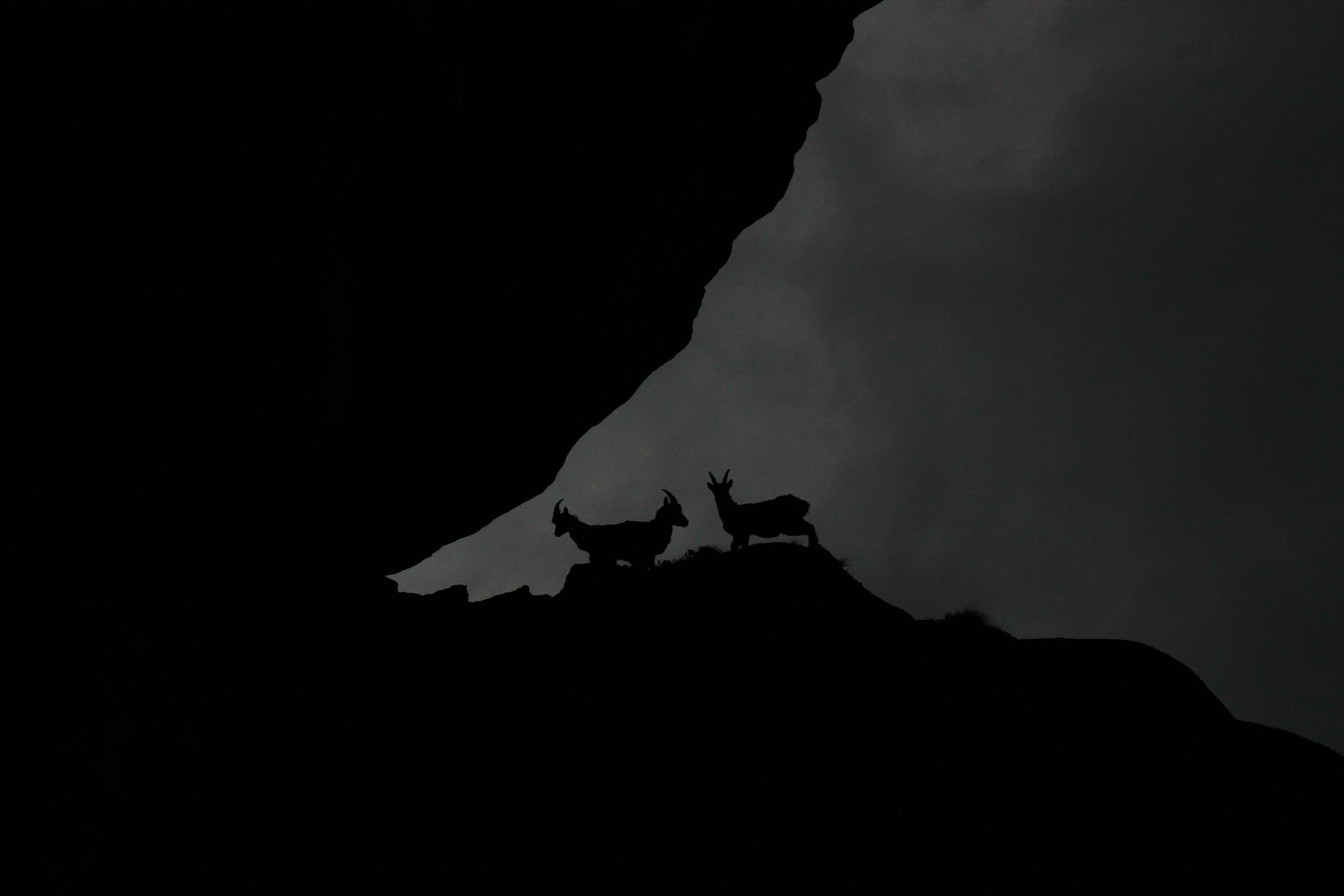 Presenze inaspettate...