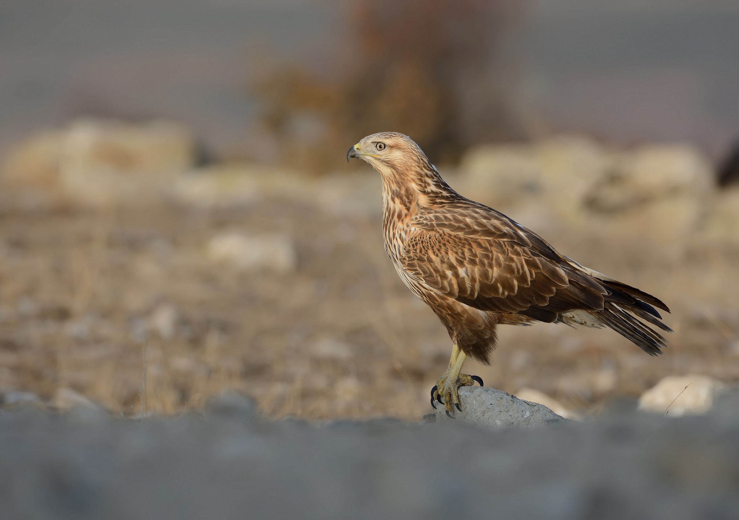 Long Legged Buzzard ...