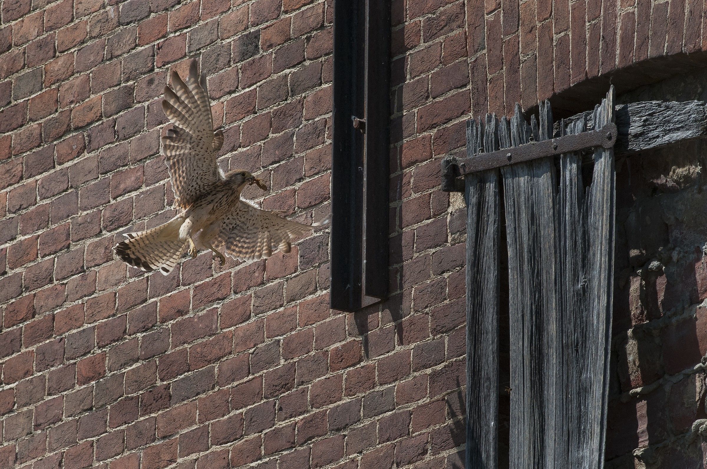 kestrel with prey
