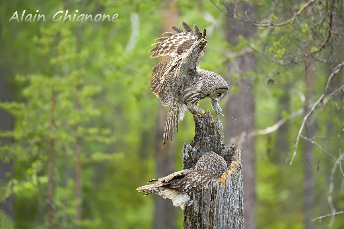Allocco di lapponia la coppia