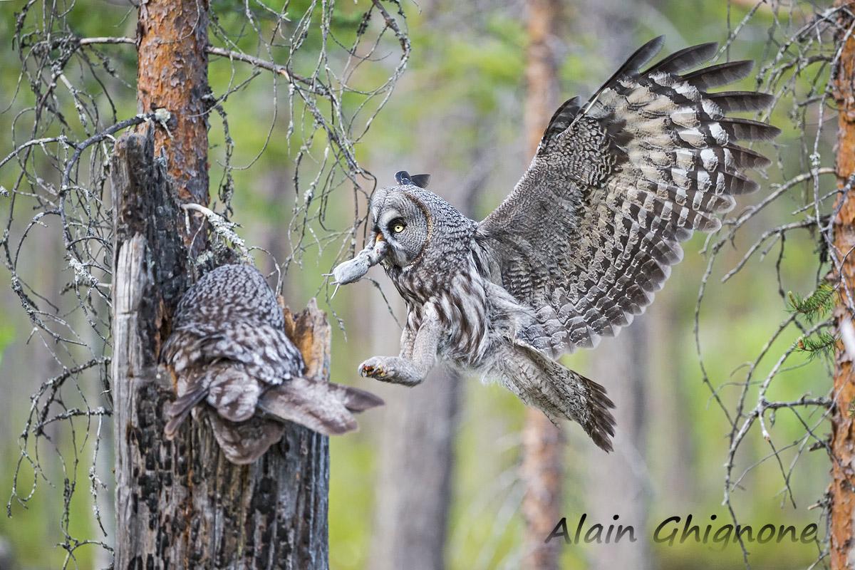 Great Grey Owl with wings spread