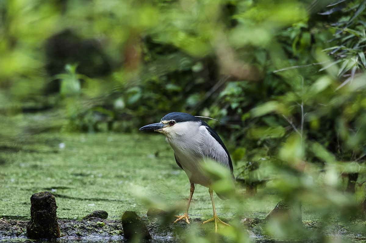 Night Heron