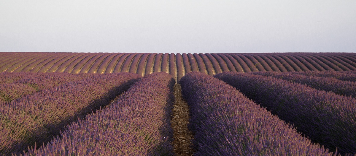Lavender Hills