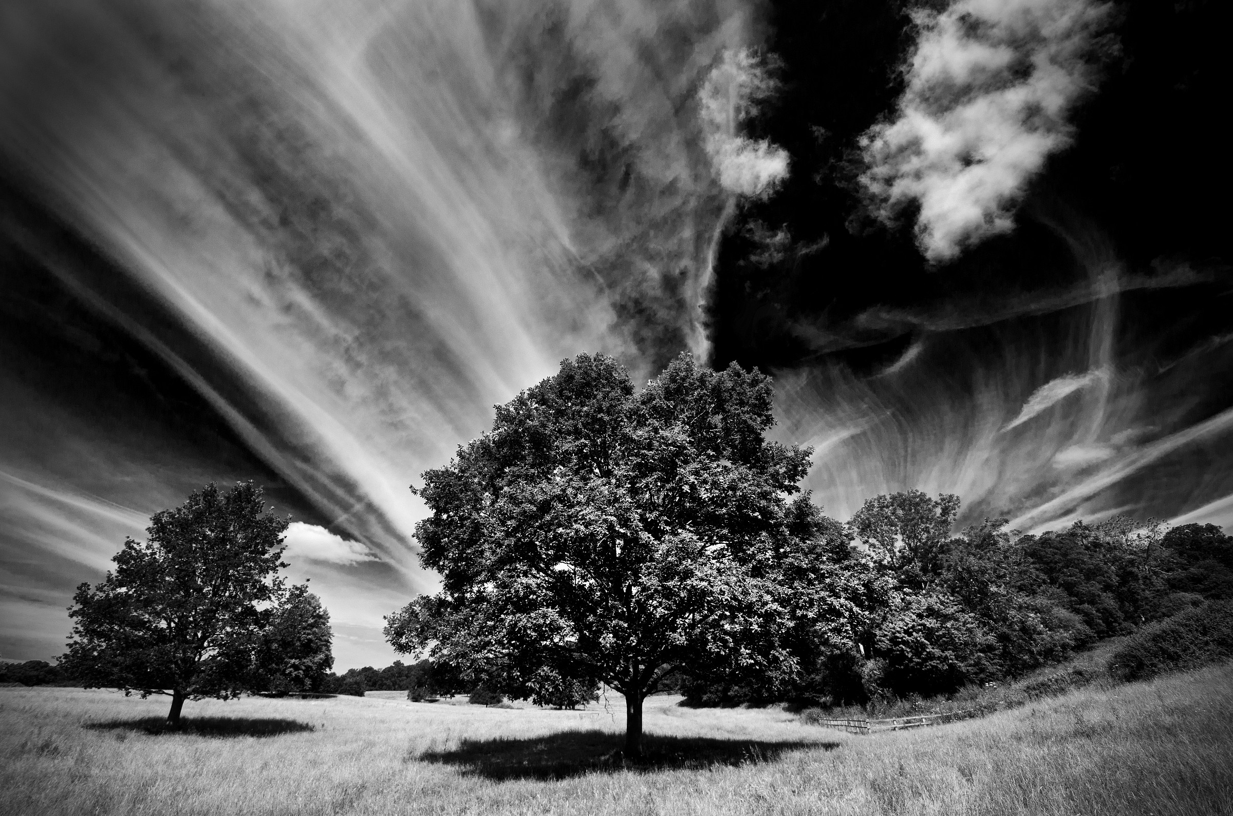 Summer Trees at Midday