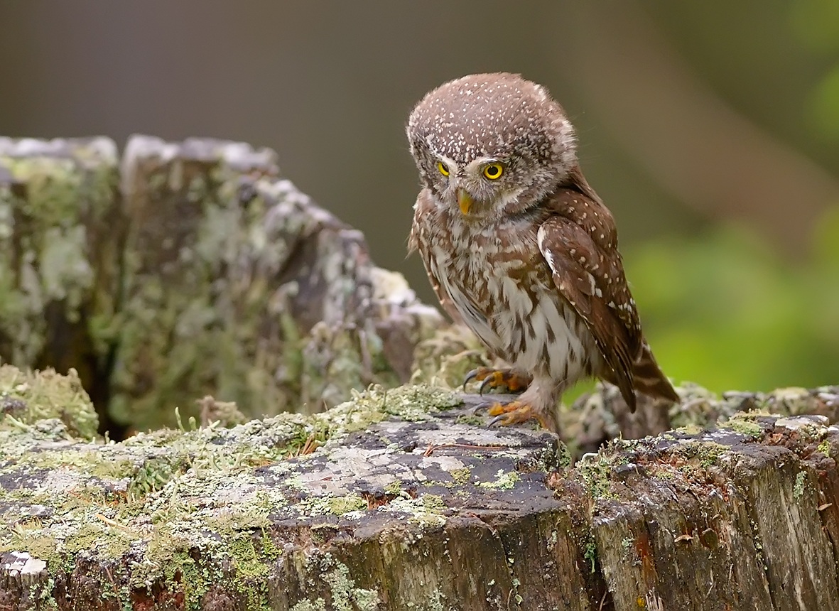 Nana owl on tree trunk