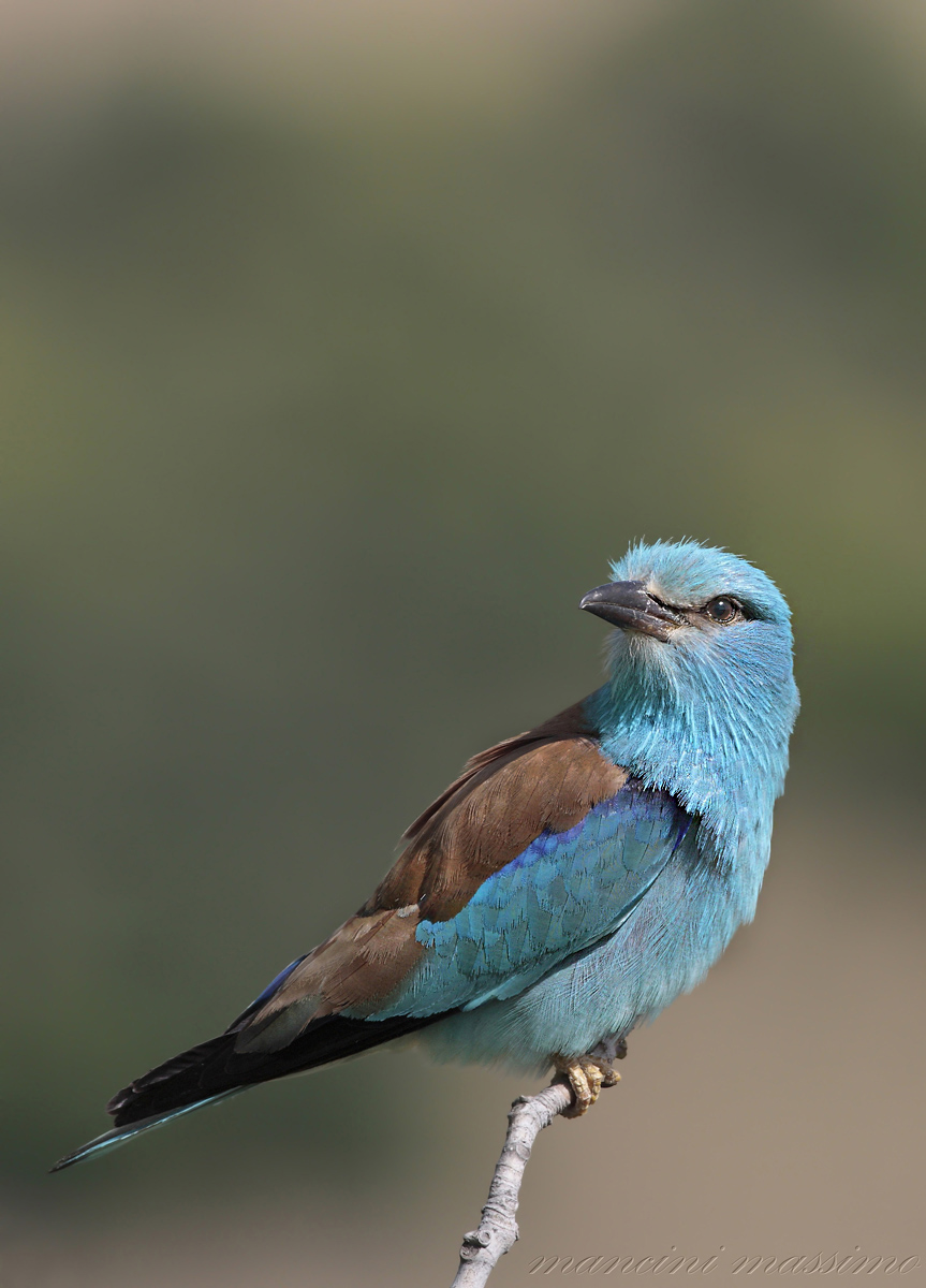 Ghiandaia marina(Coracias garrulus)