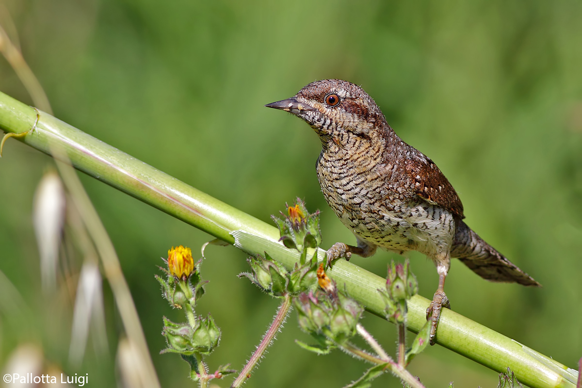 Torcicollo (Jynx torquilla)