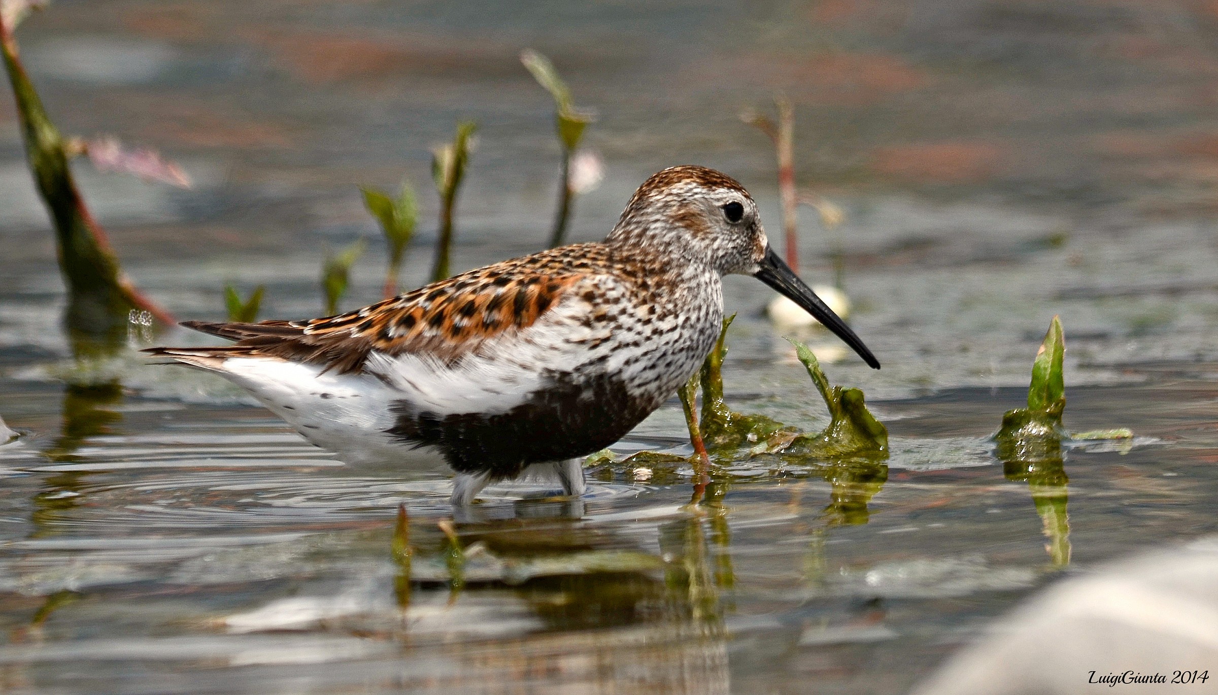 piovanello pancianera