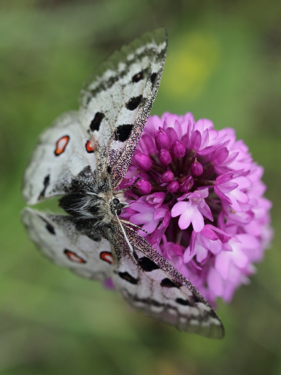 Apollo su anacamptis.