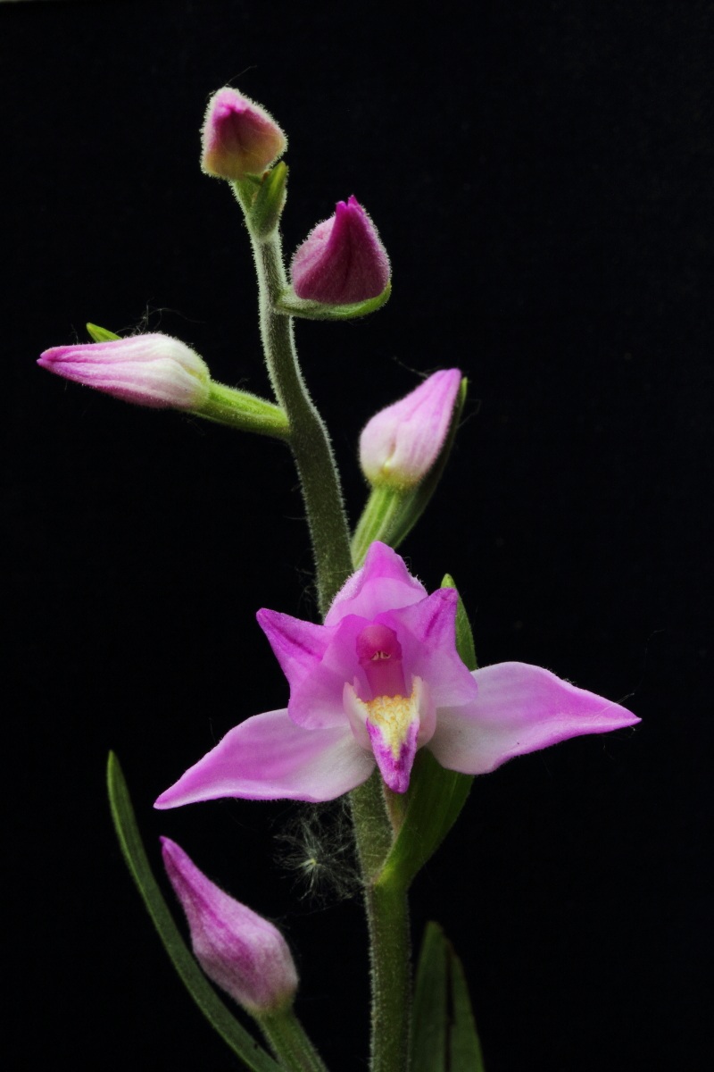 Cephalanthera rubra