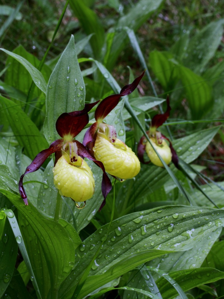 Cypripedium dell'Alta Valle di Susa
