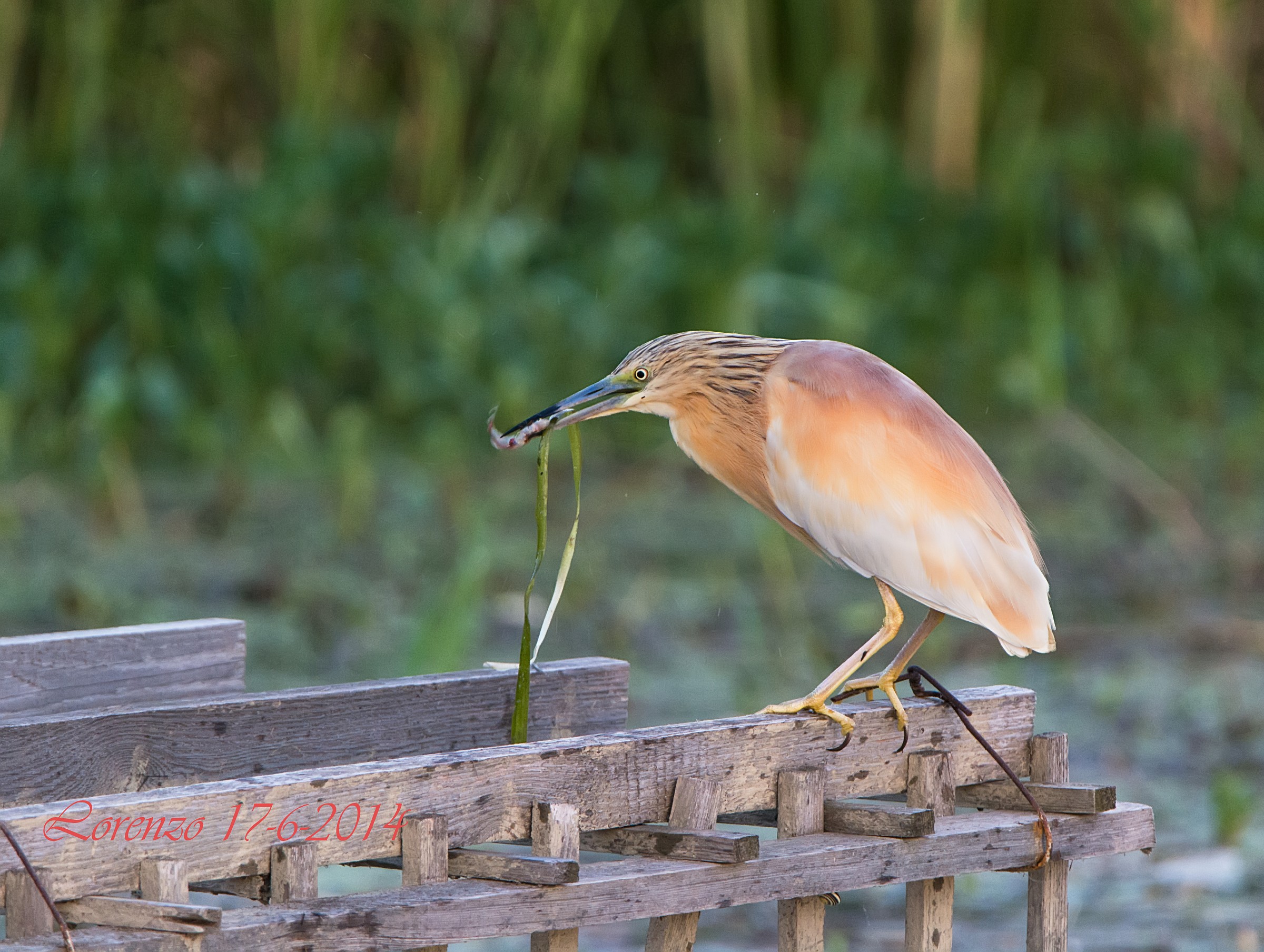 Sgarza ciuffetto con preda