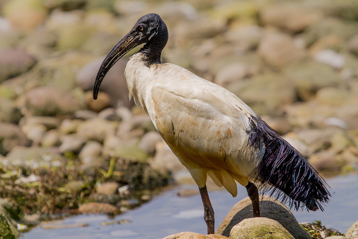 .. Ibis Sacro nel capanno ..