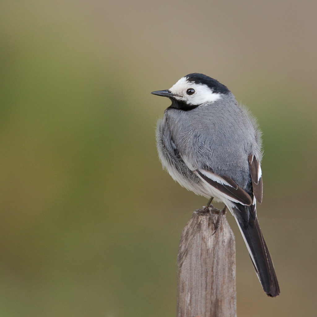 White Wagtail