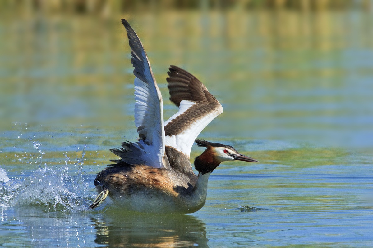 Great Crested Grebe