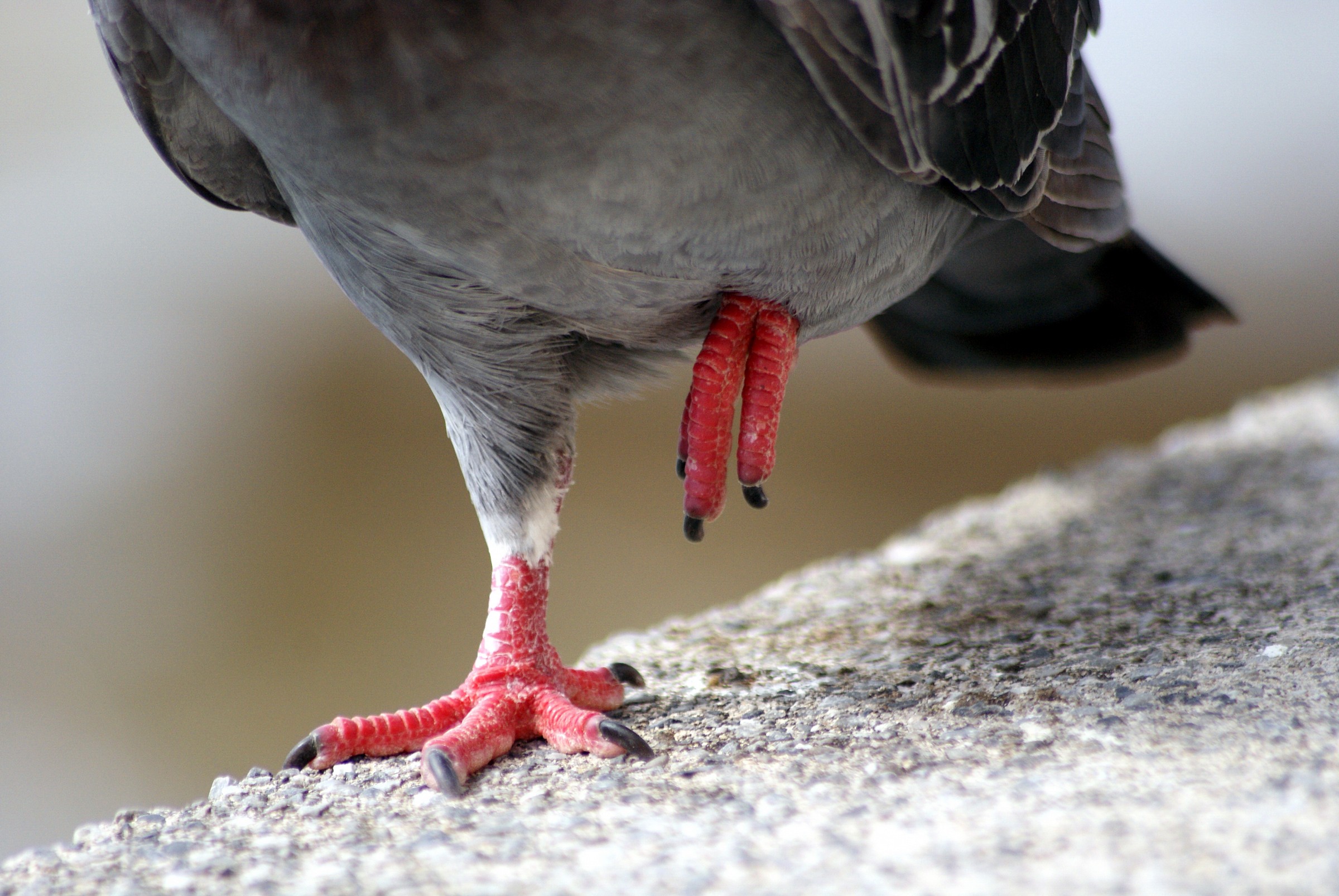 Pigeon "Garrone," paw short.