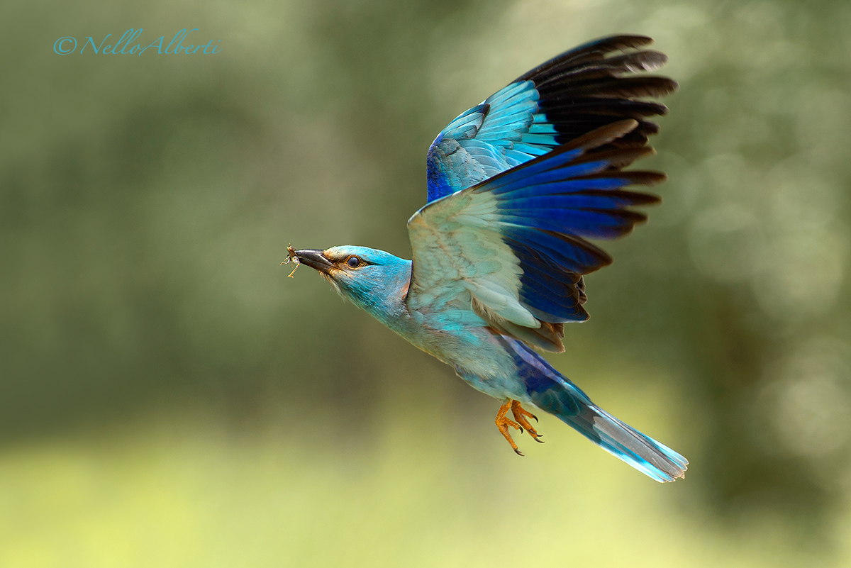 European Roller