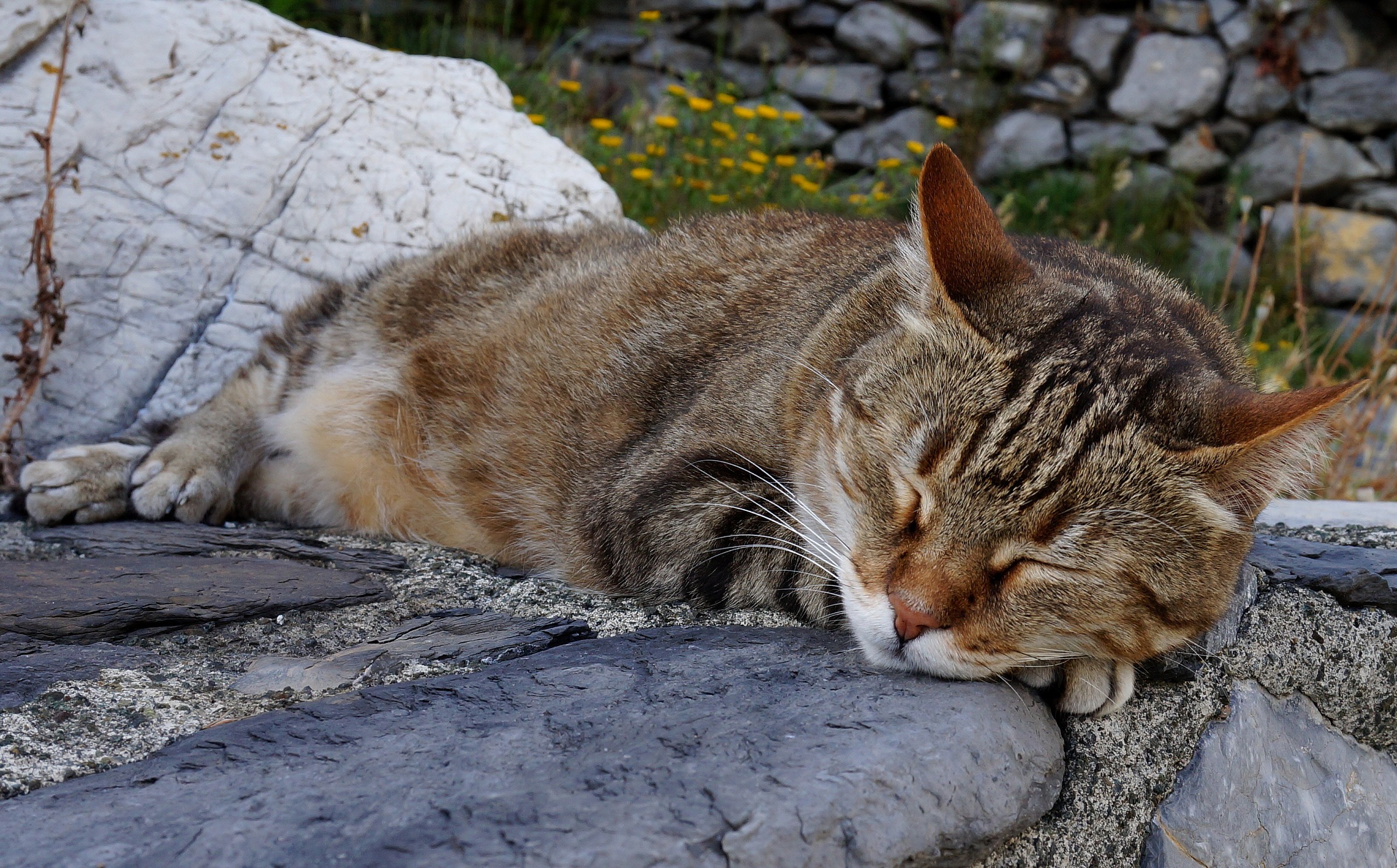L'altra faccia del gatto