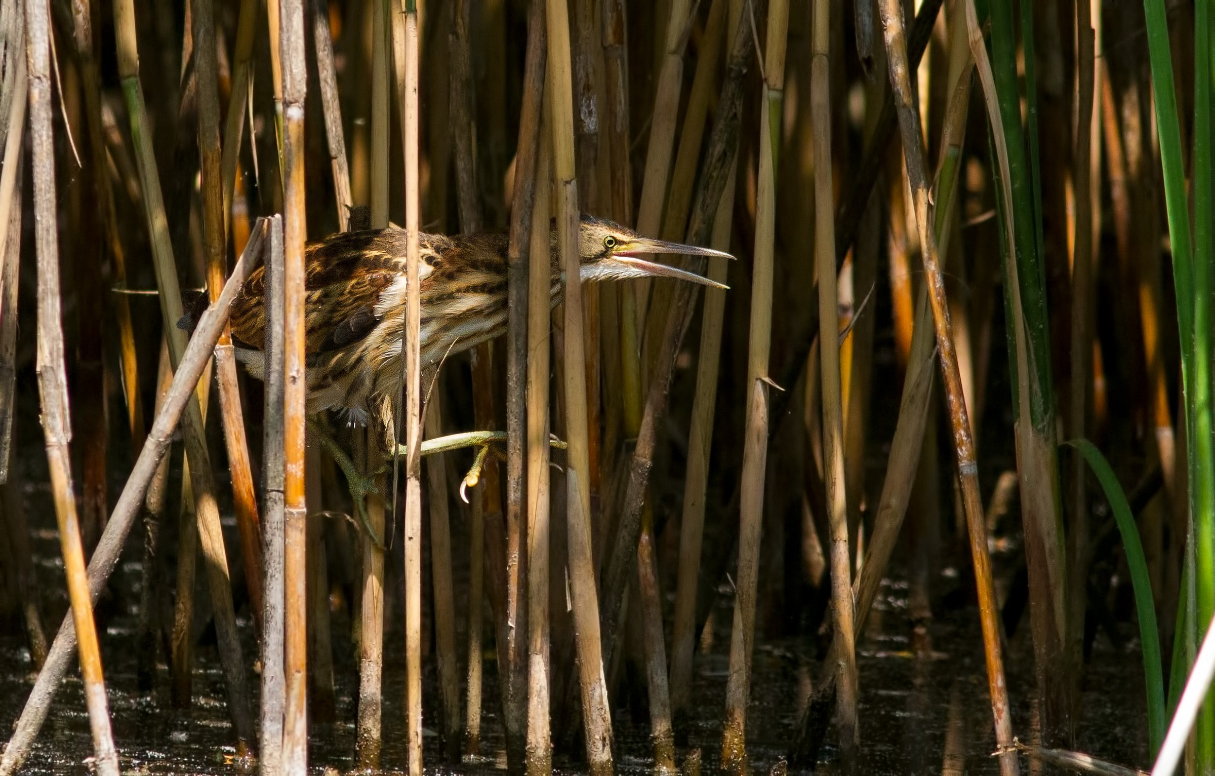 Bittern female