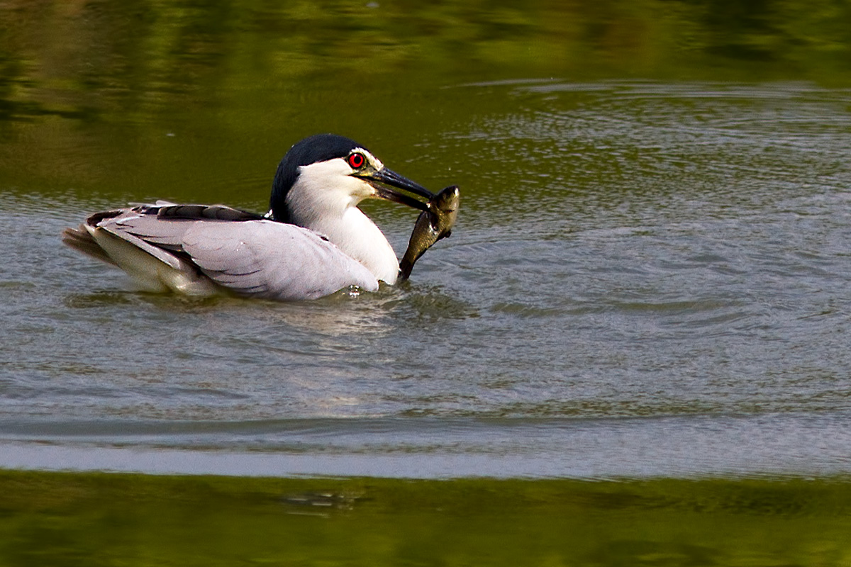 Night Heron with prey