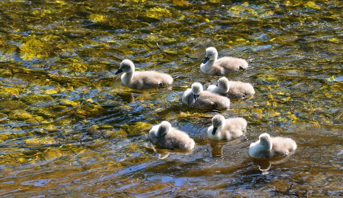 Piccoli di cigno
