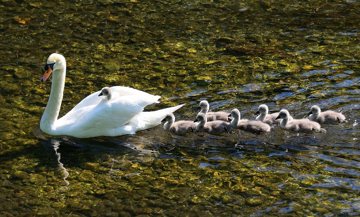 Ritorno a casa del figliol prodigo