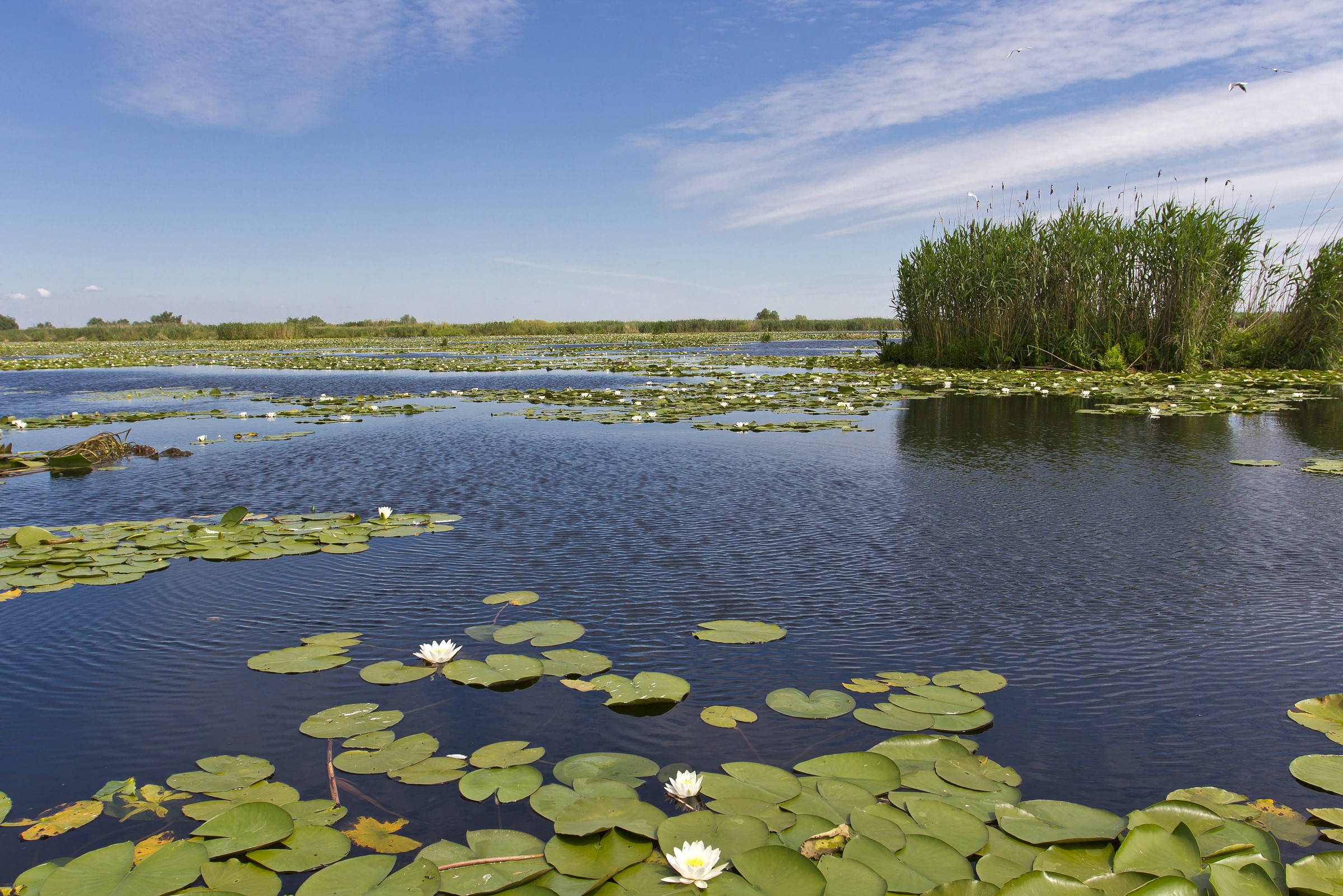 La laguna delle ninfee