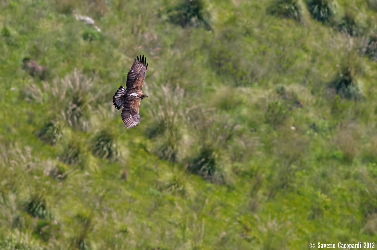 Aquila di Bonelli: livrea dorsale