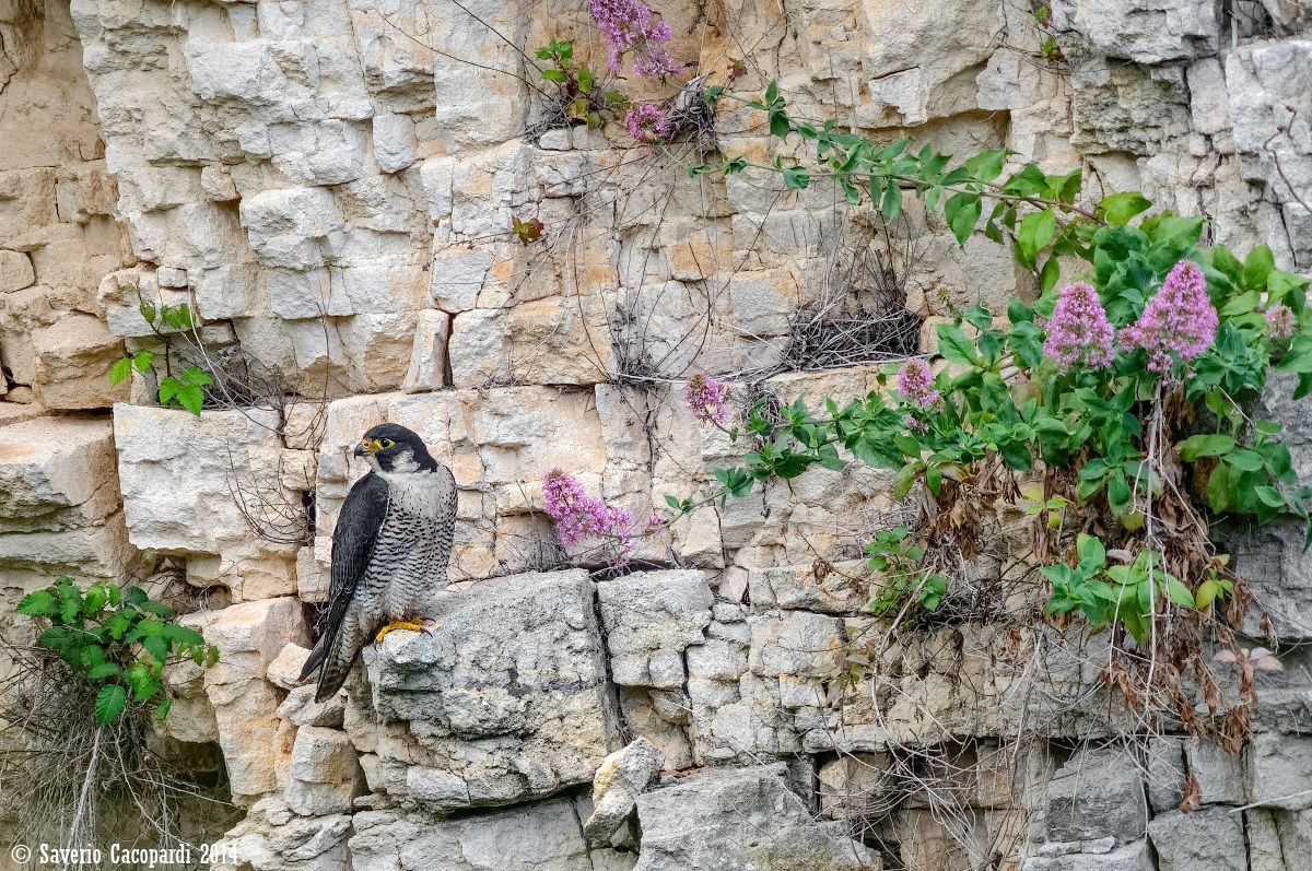 Il principe delle rocce