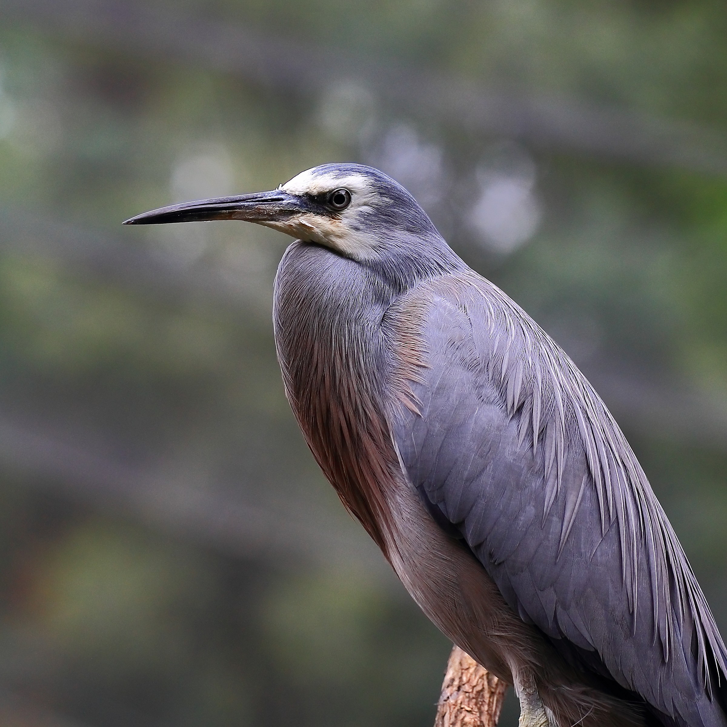 White Face Heron - Portrait.