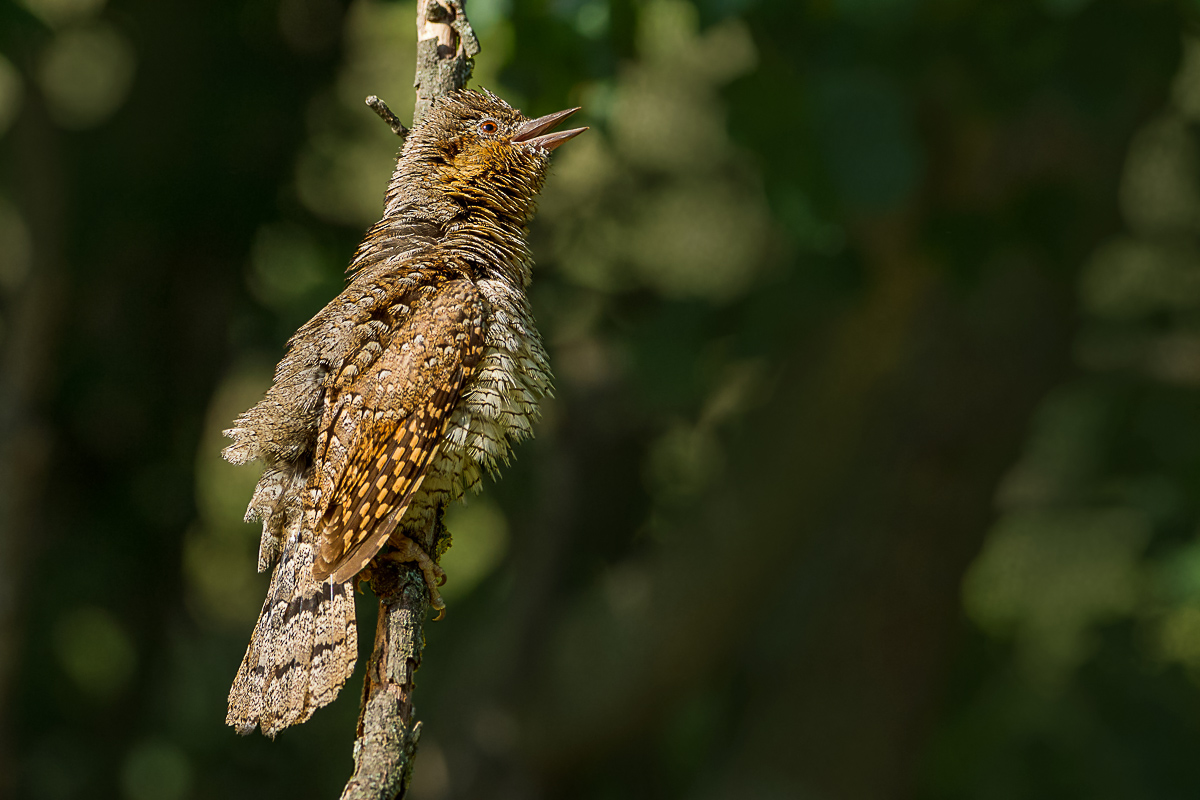 torcicollo arruffato