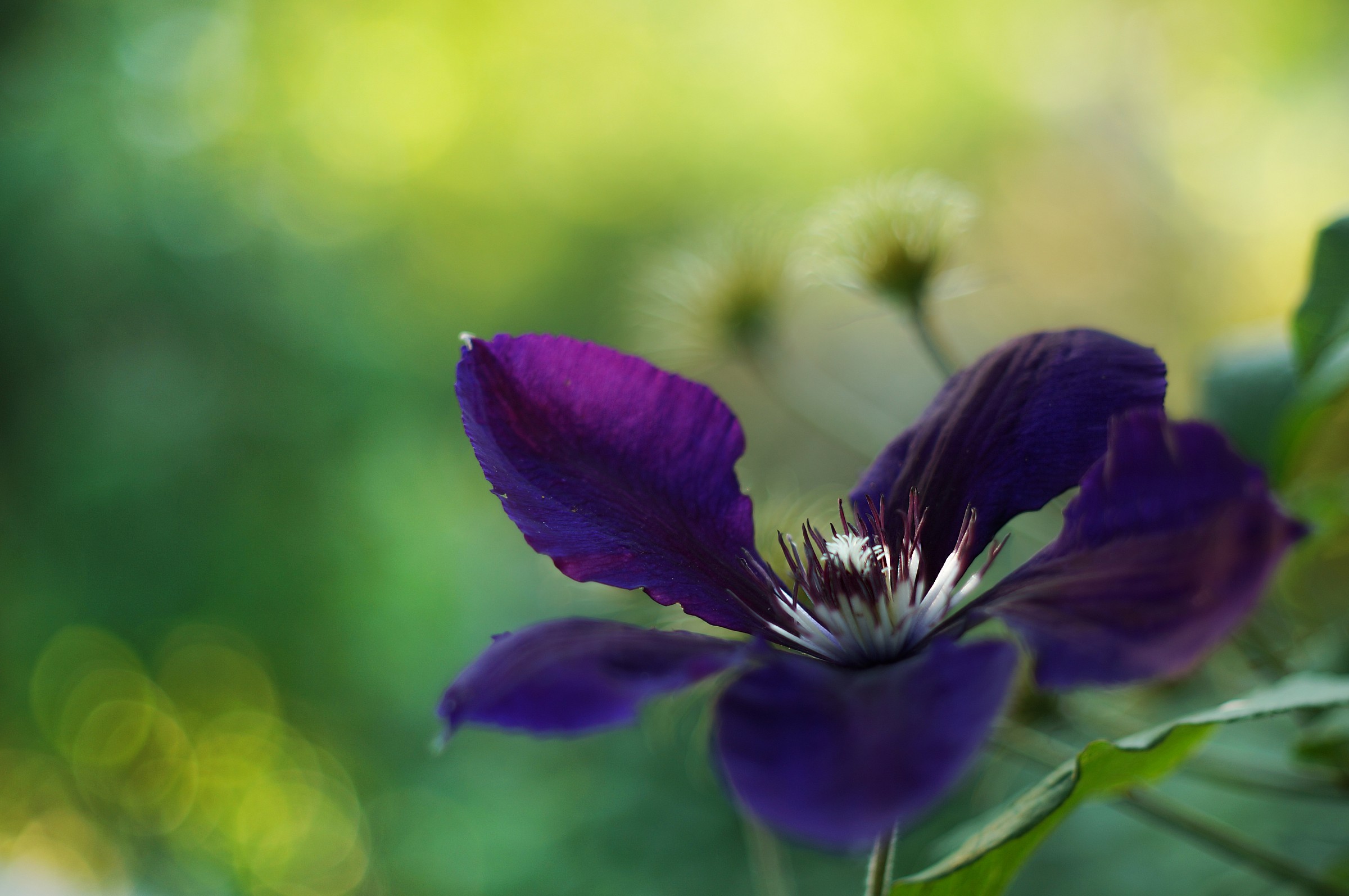 Clematis