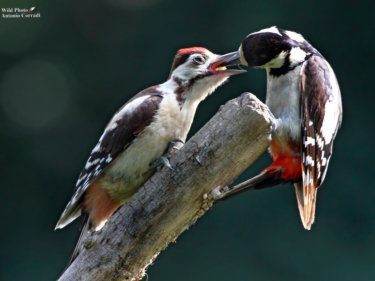 Picchi rosso maggiore