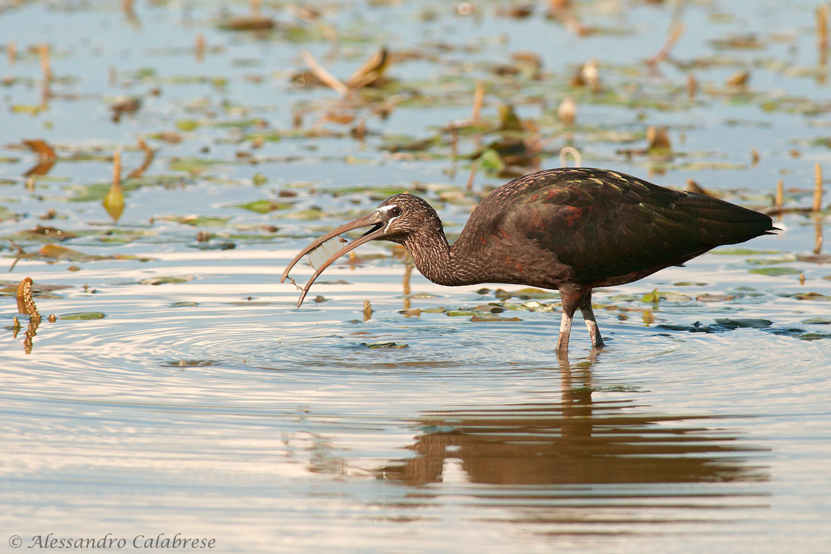 Glossy Ibis